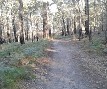 Pambula Bush Paths