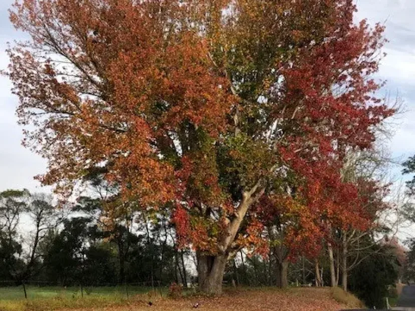 Autumn tree in full colour beside the Bega shared path