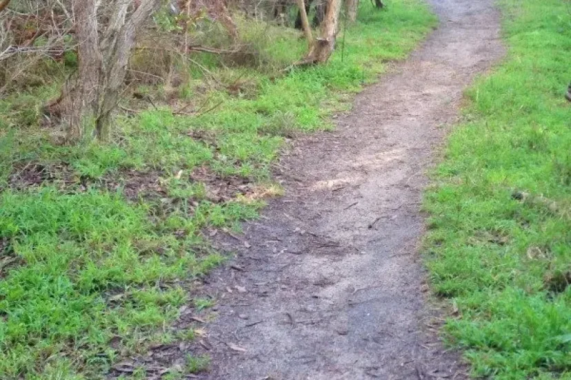 Narrow single track through grass and scrub at Long Point