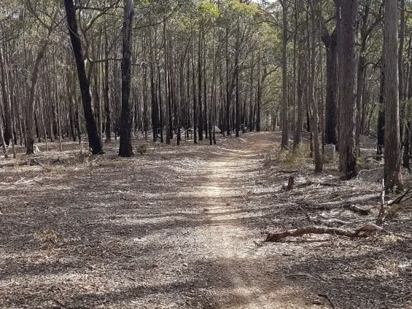 Wide dirt trail through eucalypts on the Merimbula Tip Trail