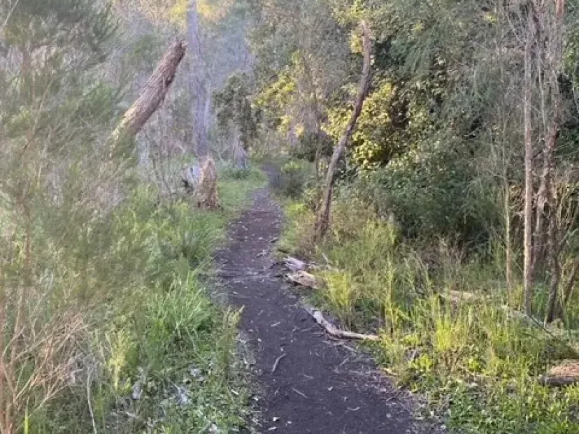 Narrow dirt trail through bushland on the Mundooi track