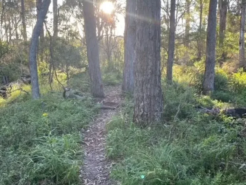 Single track through bushland with sun through the trees, Mundooi
