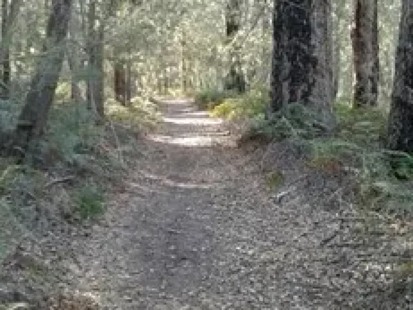 Dirt path through bushland on the Pambula bush paths