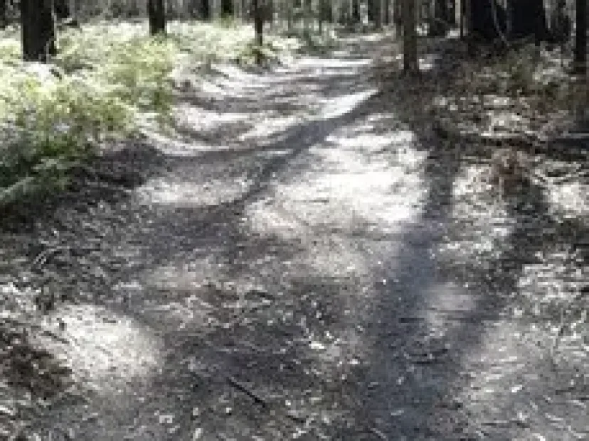 Dappled dirt trail through forest on the Pambula bush paths