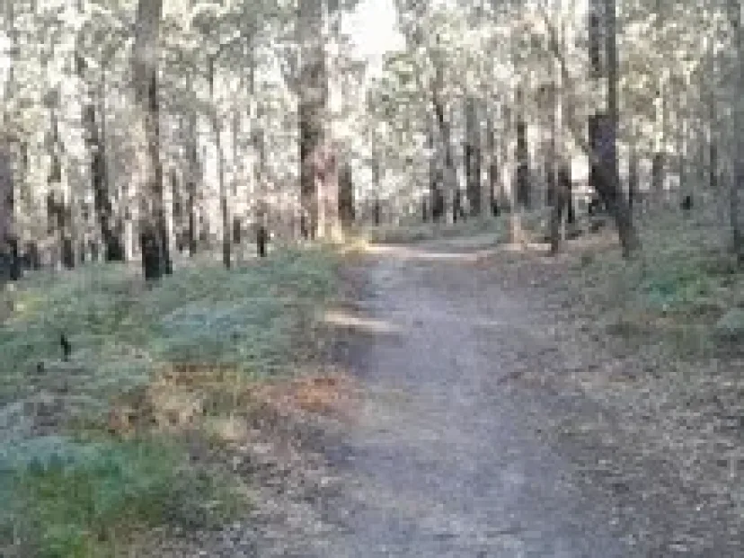 Wide dirt trail through bushland on the Pambula bush paths