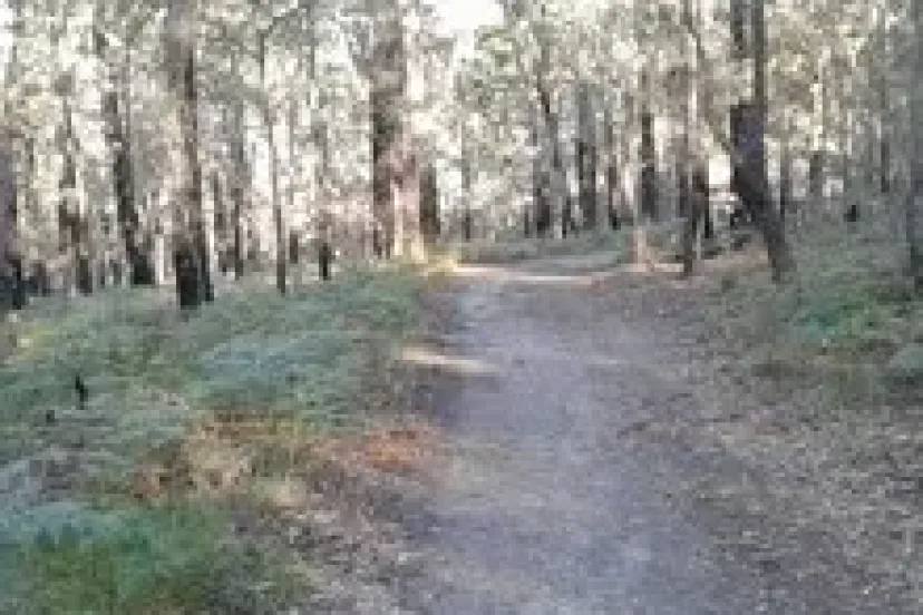 Wide dirt trail through bushland on the Pambula bush paths