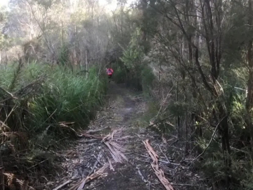 Overgrown trail through coastal scrub on the Red Light route