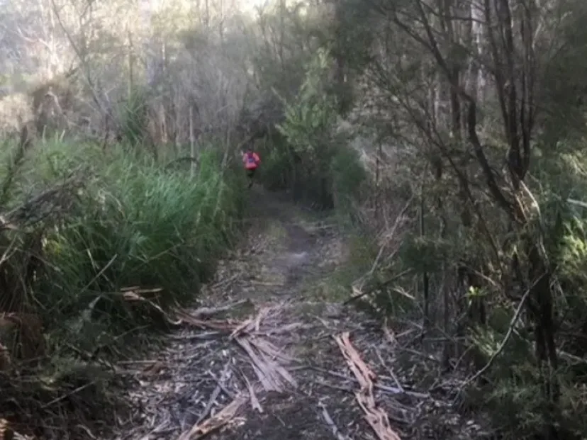 Trail through thick coastal scrub on the Red Light route