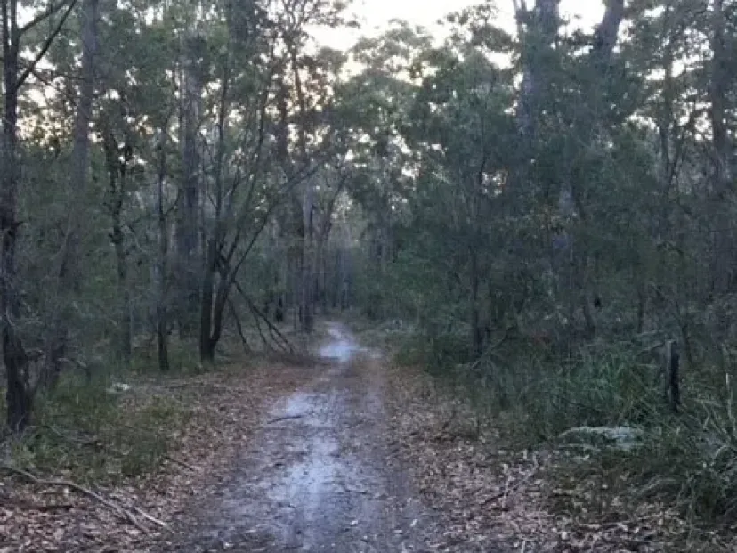 Wet dirt trail through bushland on the Red Light route