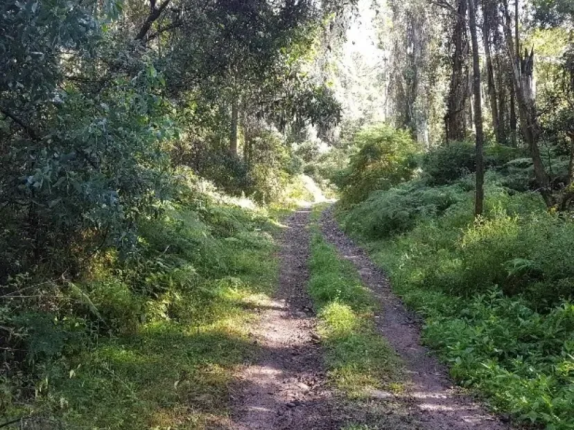 Green leafy trail through forest on the Wolumla Peak Loop