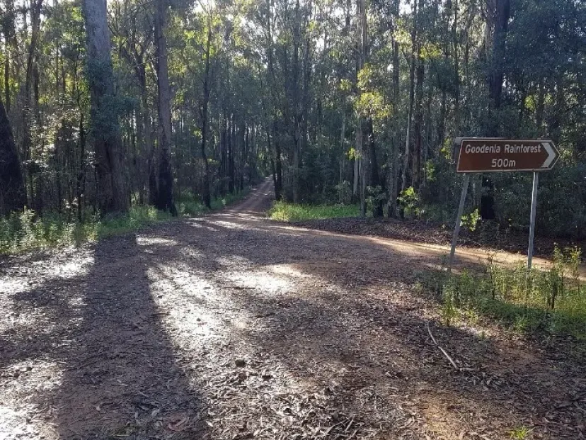 Forest track and trail sign on the Wolumla Peak Loop